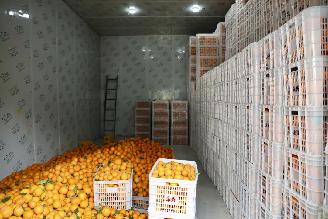 柑橘冷庫保鮮溫度，柑橘冷庫儲存1-9個月方法介紹